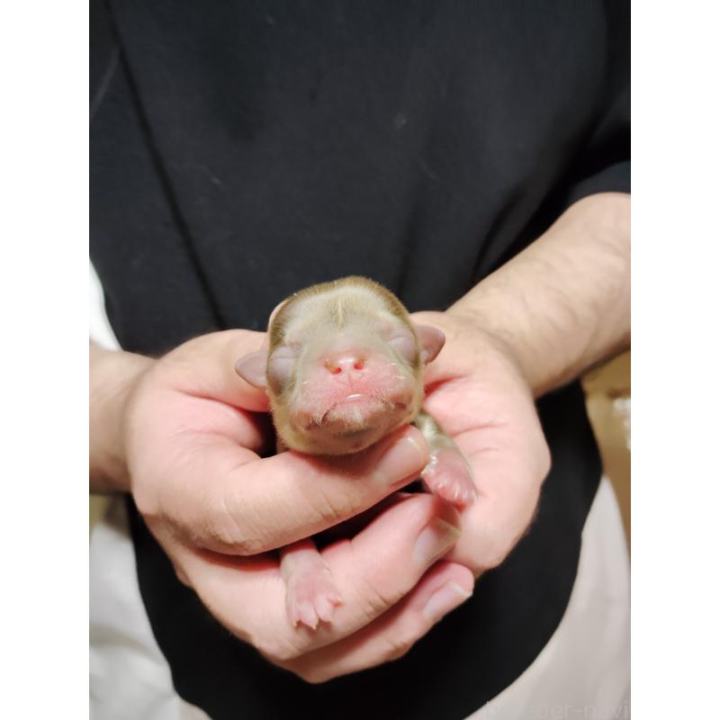 販売中の静岡県のチワワ(スムースコート)-444168の7枚目