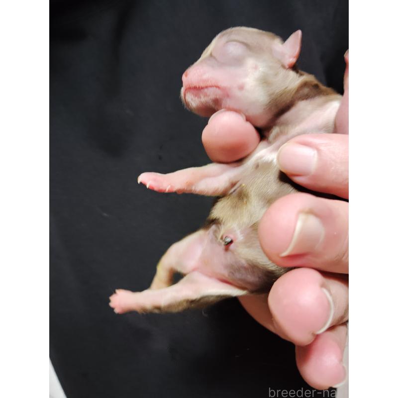 販売中の静岡県のチワワ(スムースコート)-444168の5枚目