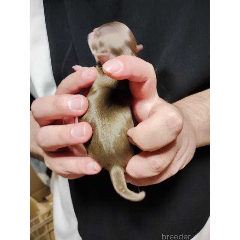 販売中の静岡県のチワワ(スムースコート)-444168の4枚目