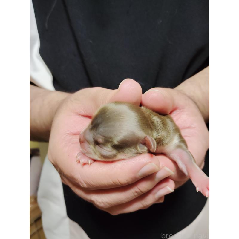 販売中の静岡県のチワワ(スムースコート)-444168の3枚目