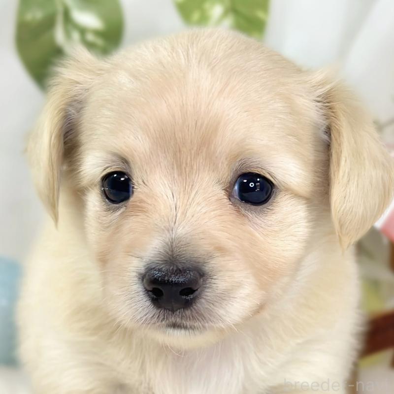 販売中の滋賀県のチワックス:チワワ×ミニチュアダックスフンド-444169の1枚目