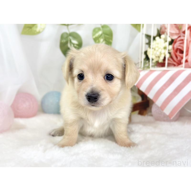 販売中の滋賀県のチワックス:チワワ×ミニチュアダックスフンド-444169の4枚目