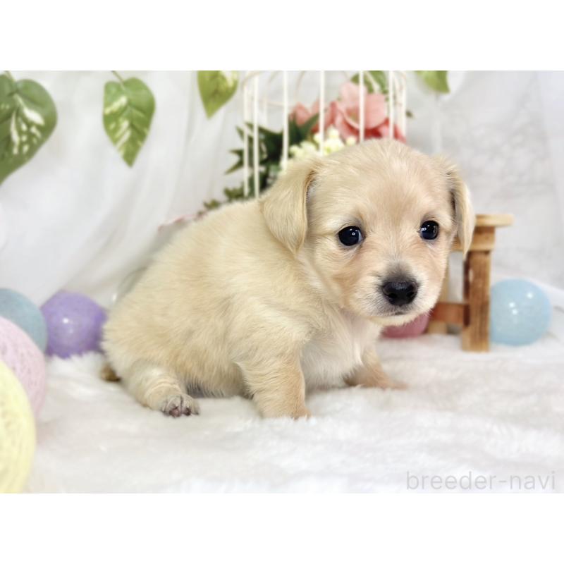 販売中の滋賀県のチワックス:チワワ×ミニチュアダックスフンド-444169の3枚目