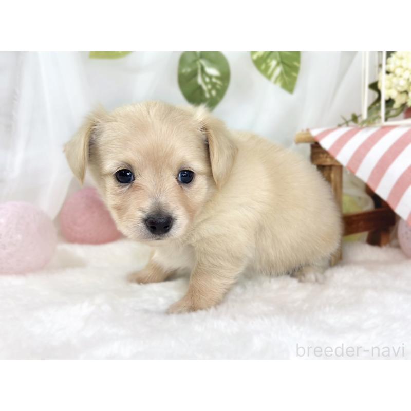 販売中の滋賀県のチワックス:チワワ×ミニチュアダックスフンド-444169の2枚目