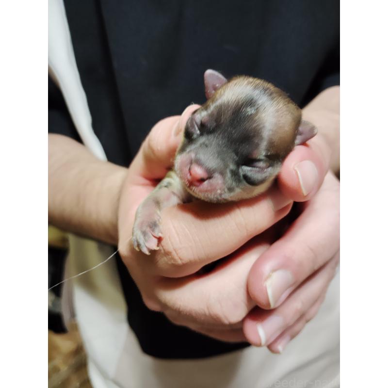 販売中の静岡県のチワワ(スムースコート)-444170の2枚目