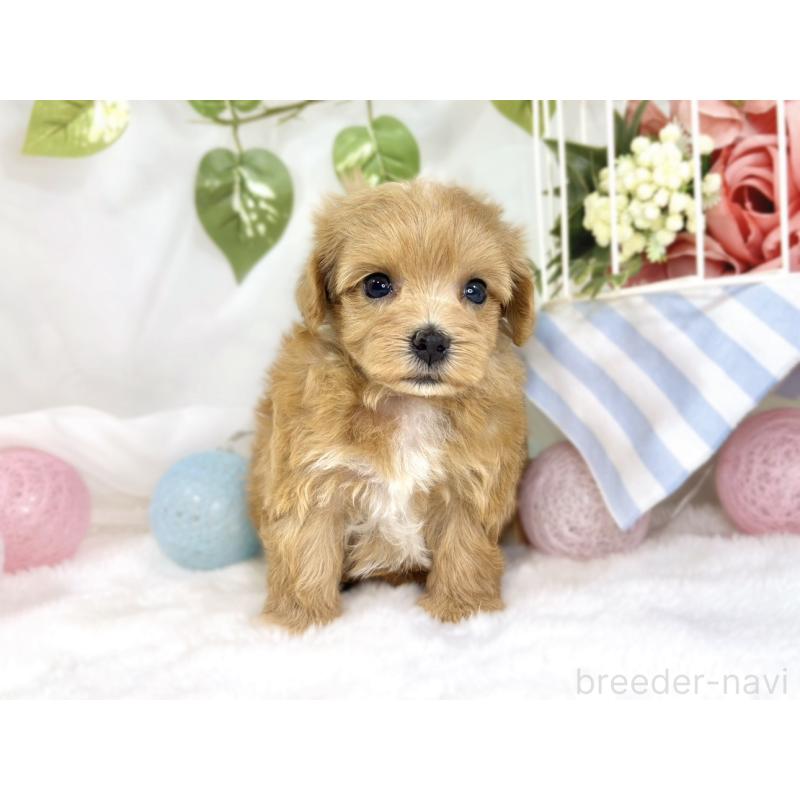 販売中の滋賀県のマルプー:マルチーズ×トイプードル-444171の4枚目