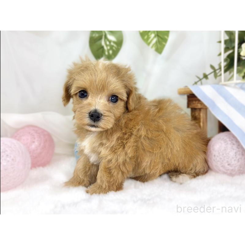 販売中の滋賀県のマルプー:マルチーズ×トイプードル-444171の3枚目