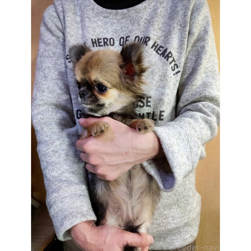 成約済の愛知県のチワワ(ロングコート)-396274の4枚目