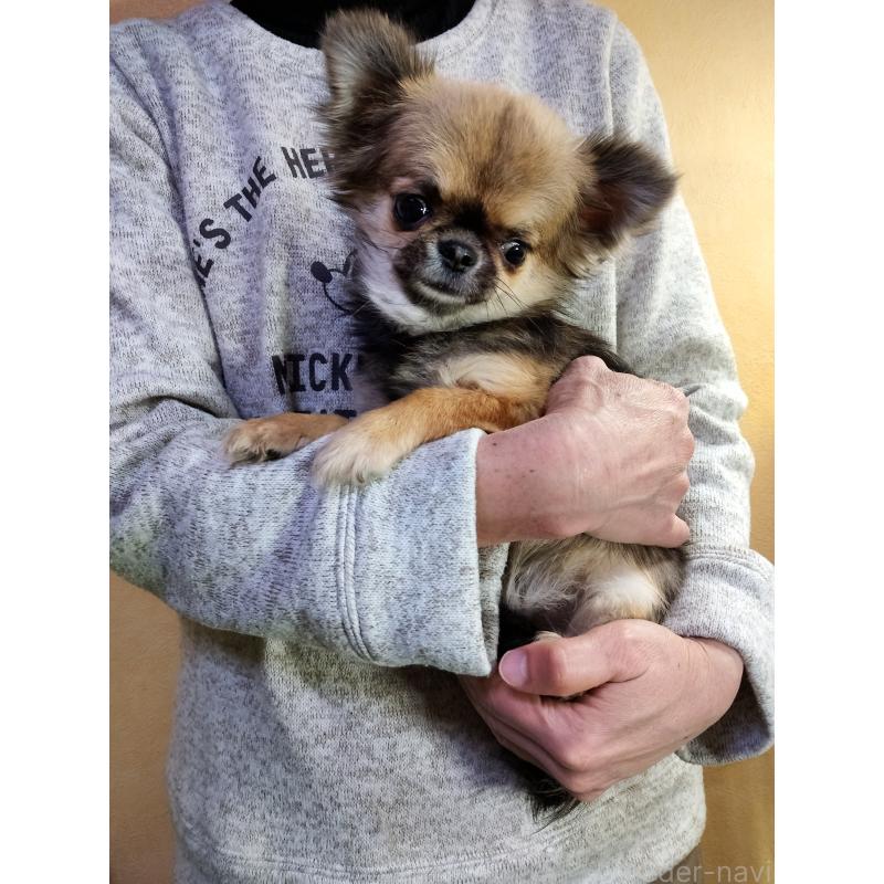 成約済の愛知県のチワワ(ロングコート)-396274の2枚目