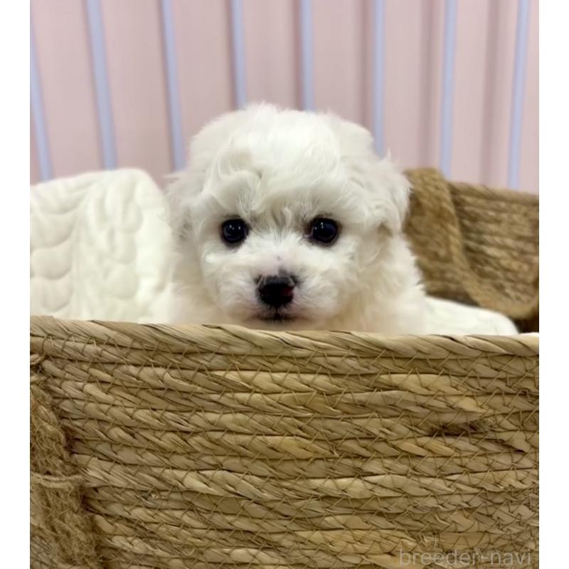 販売中の滋賀県のビションフリーゼ-444175の5枚目