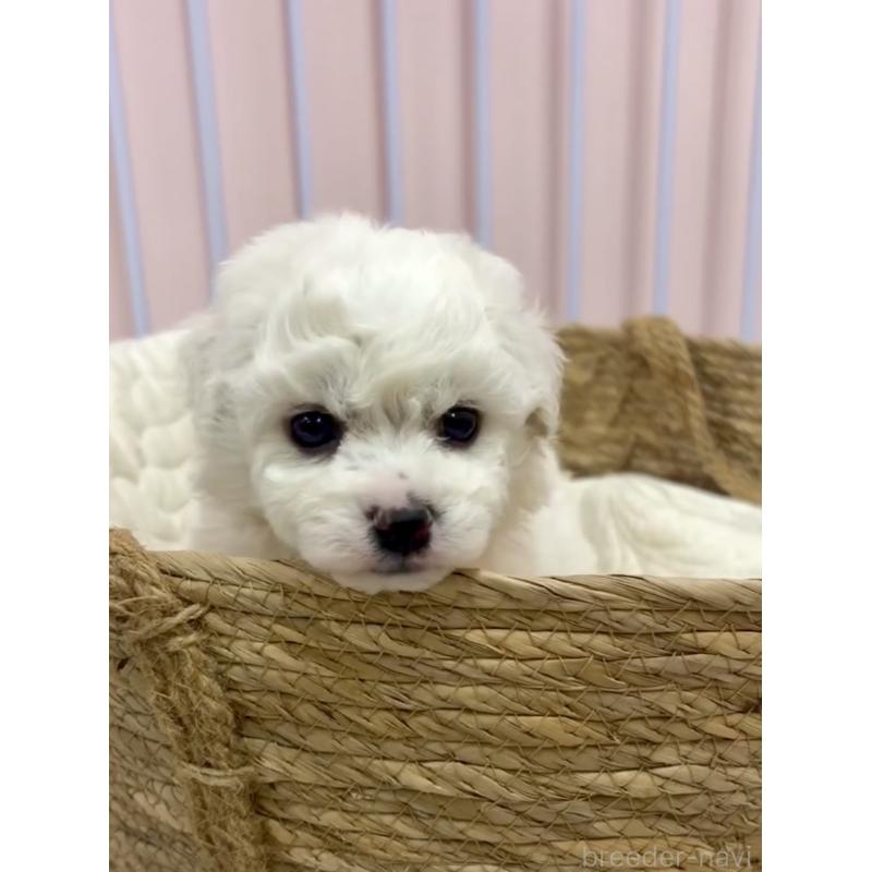 販売中の滋賀県のビションフリーゼ-444175の4枚目