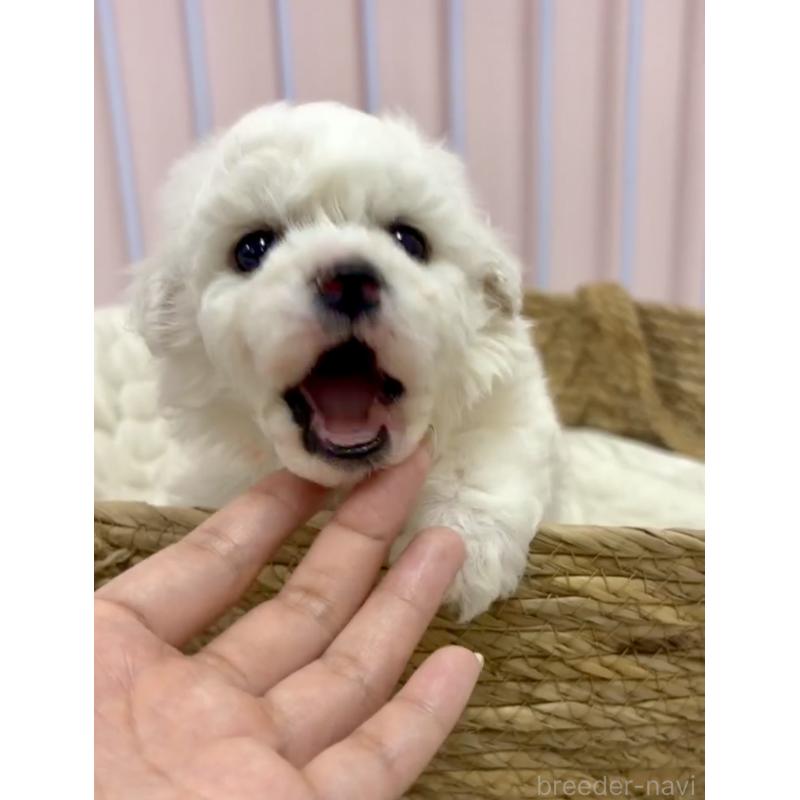 販売中の滋賀県のビションフリーゼ-444175の3枚目