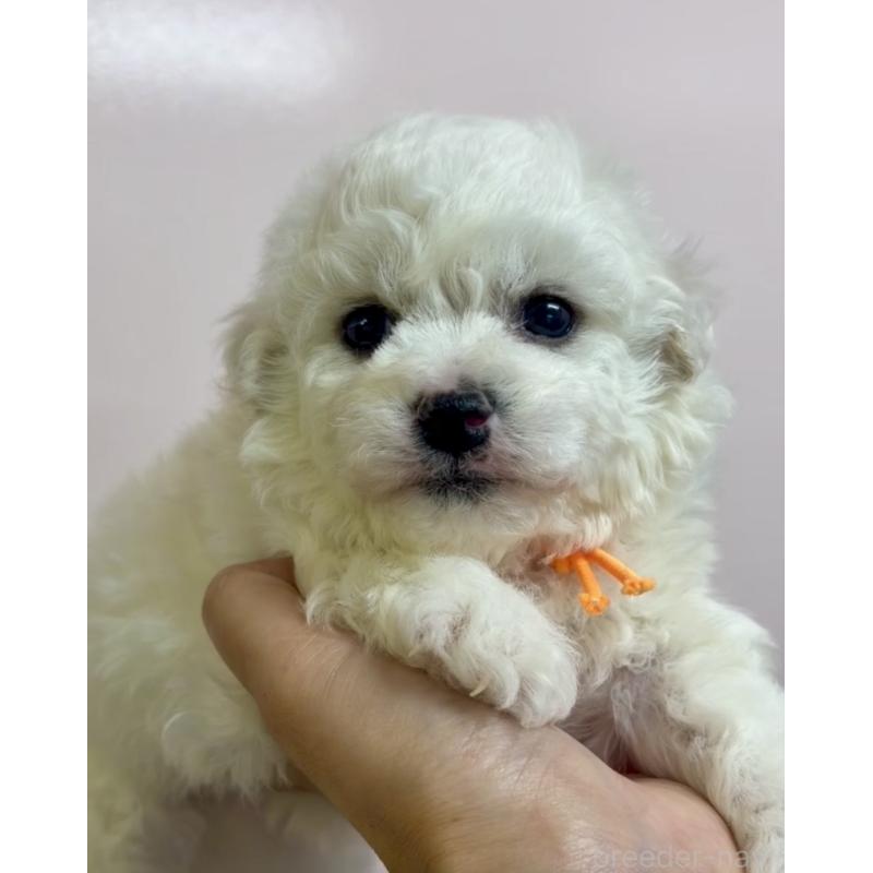 販売中の滋賀県のビションフリーゼ-444175の2枚目