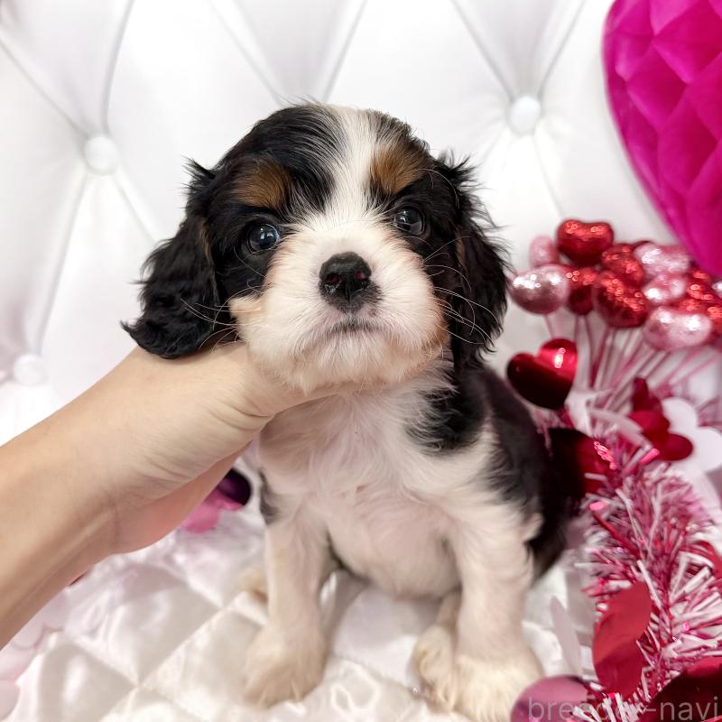 販売中の福岡県のキャバリアキングチャールズスパニエル-439676の50枚目