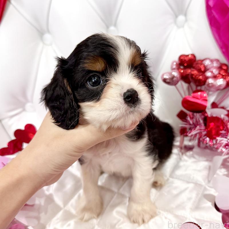 販売中の福岡県のキャバリアキングチャールズスパニエル-439676の49枚目