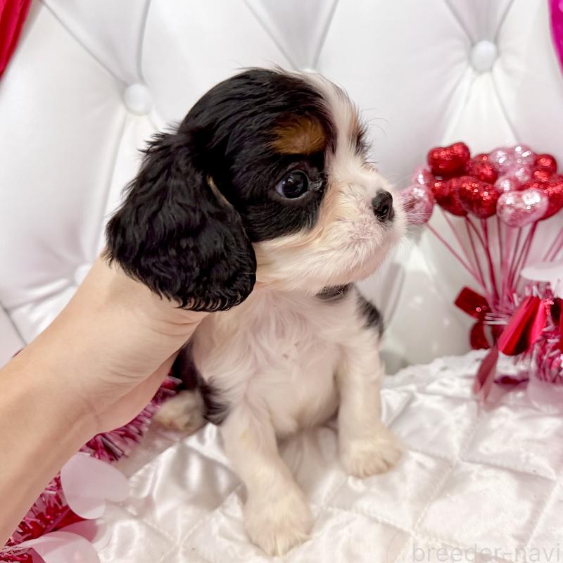 販売中の福岡県のキャバリアキングチャールズスパニエル-439676の48枚目