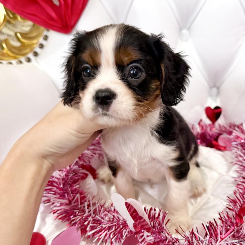 成約済の福岡県のキャバリアキングチャールズスパニエル-439688の18枚目