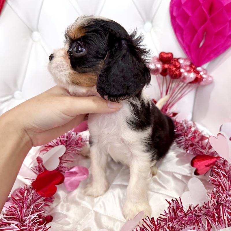 成約済の福岡県のキャバリアキングチャールズスパニエル-439688の17枚目