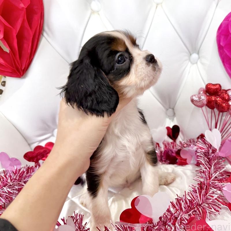 成約済の福岡県のキャバリアキングチャールズスパニエル-439688の16枚目