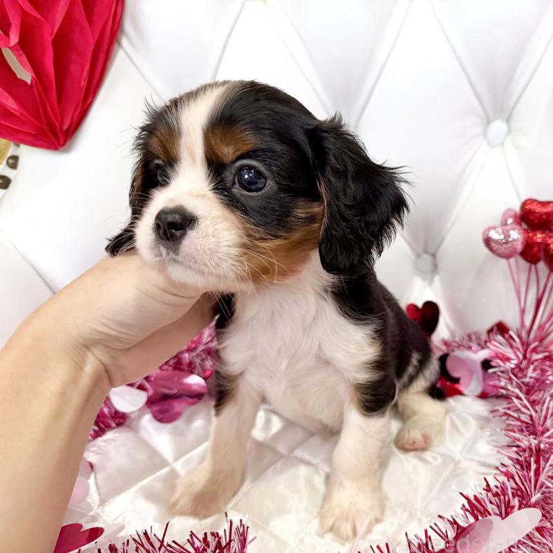 成約済の福岡県のキャバリアキングチャールズスパニエル-439688の15枚目