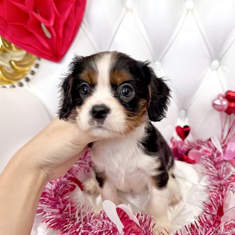 成約済の福岡県のキャバリアキングチャールズスパニエル-439688の14枚目