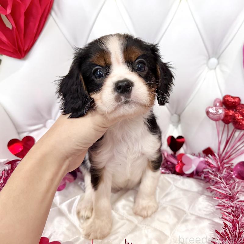 成約済の福岡県のキャバリアキングチャールズスパニエル-439688の13枚目