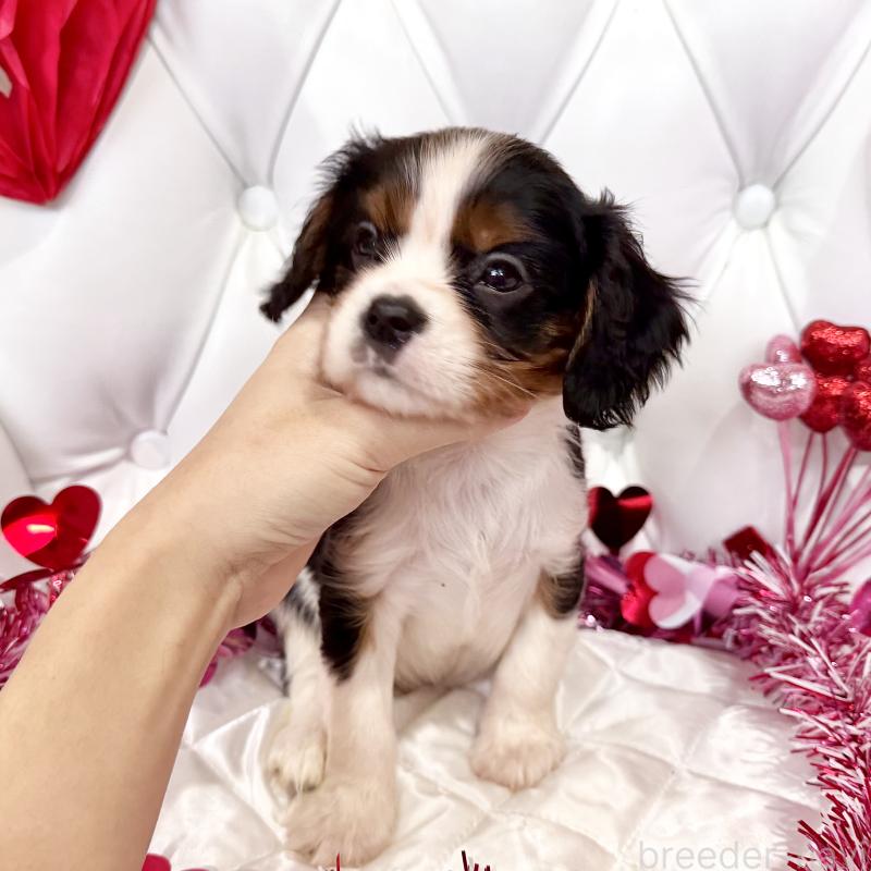 成約済の福岡県のキャバリアキングチャールズスパニエル-439688の12枚目