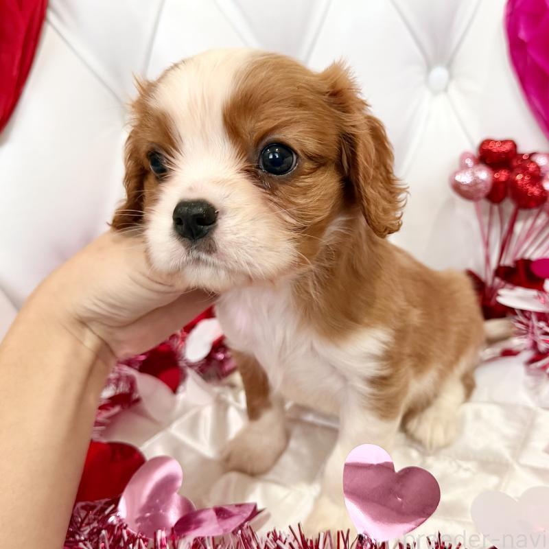 成約済の福岡県のキャバリアキングチャールズスパニエル-439695の43枚目