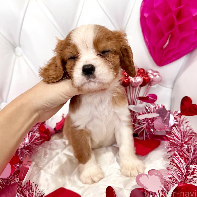 成約済の福岡県のキャバリアキングチャールズスパニエル-439695の42枚目