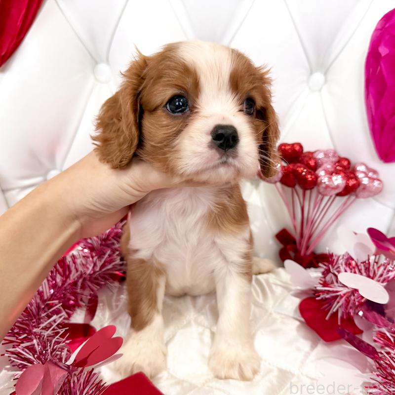 成約済の福岡県のキャバリアキングチャールズスパニエル-439695の39枚目