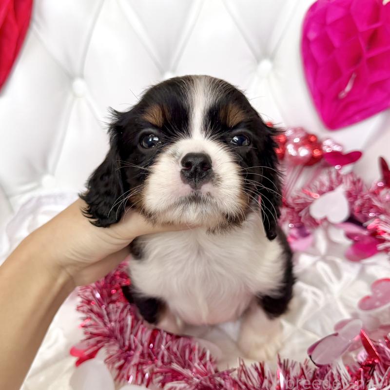 販売中の福岡県のキャバリアキングチャールズスパニエル-439702の55枚目