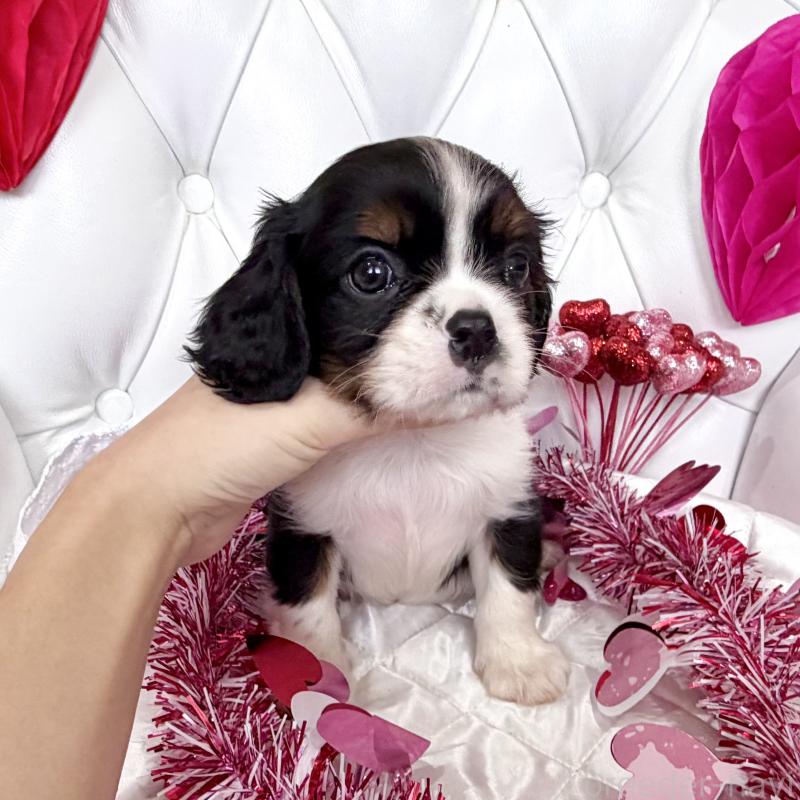 販売中の福岡県のキャバリアキングチャールズスパニエル-439702の54枚目