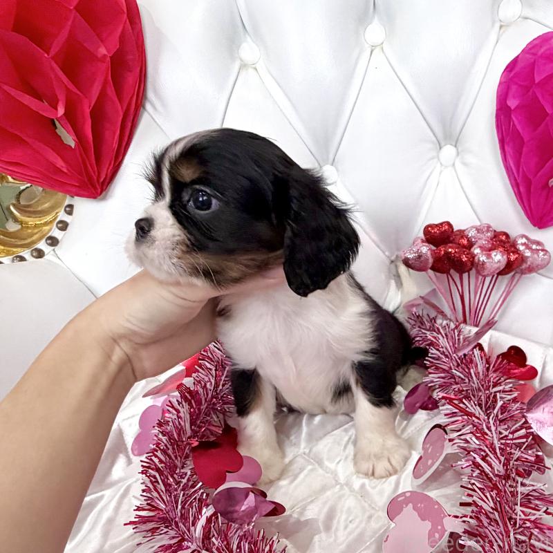 販売中の福岡県のキャバリアキングチャールズスパニエル-439702の53枚目