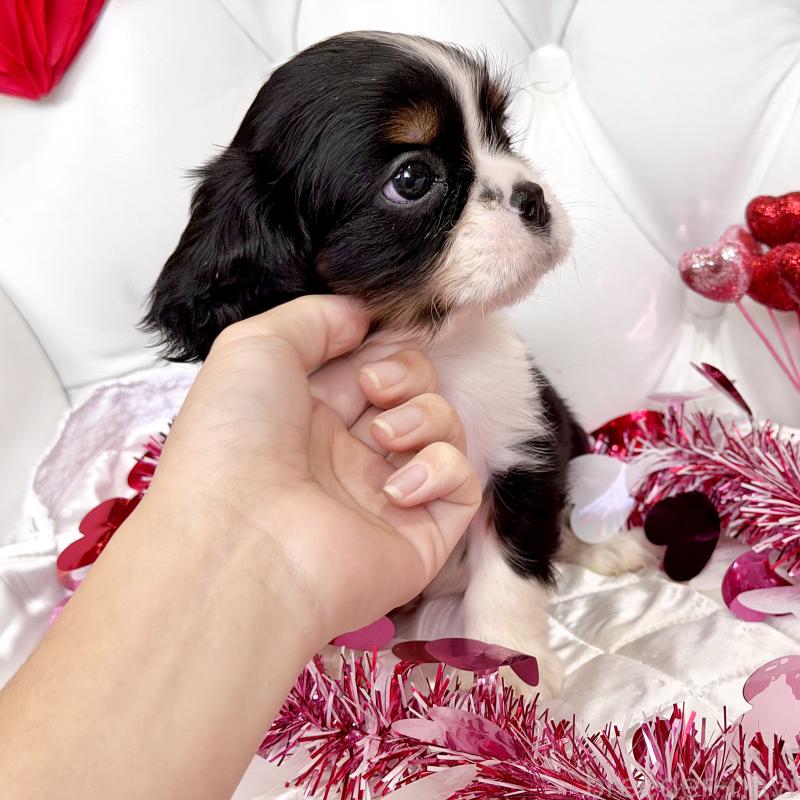 販売中の福岡県のキャバリアキングチャールズスパニエル-439702の52枚目