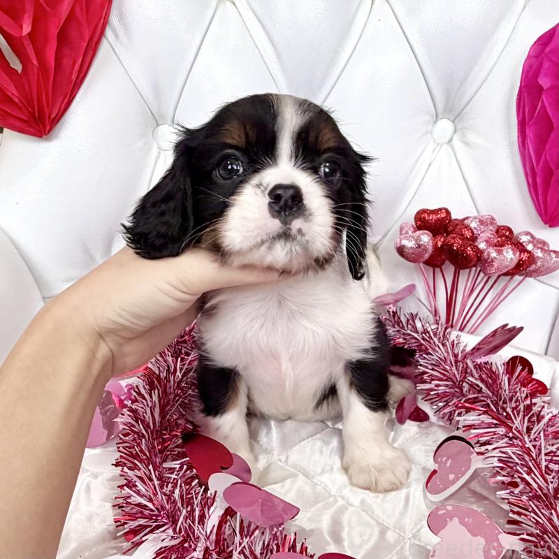 販売中の福岡県のキャバリアキングチャールズスパニエル-439702の51枚目