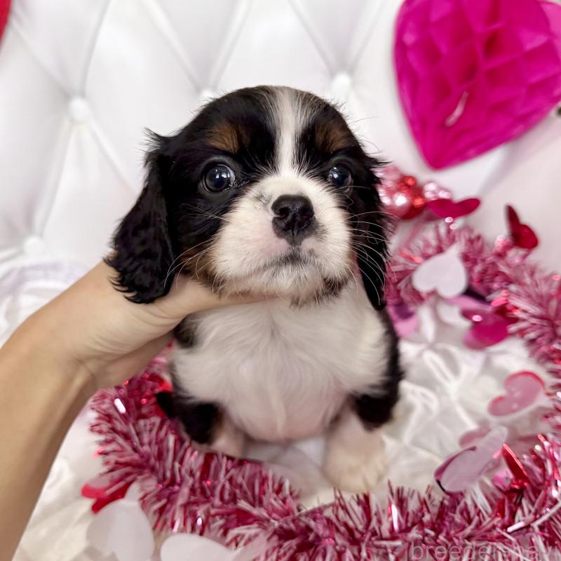 販売中の福岡県のキャバリアキングチャールズスパニエル-439702の50枚目