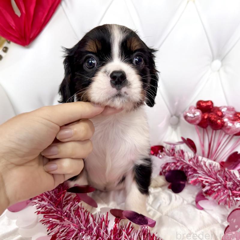 販売中の福岡県のキャバリアキングチャールズスパニエル-439702の49枚目