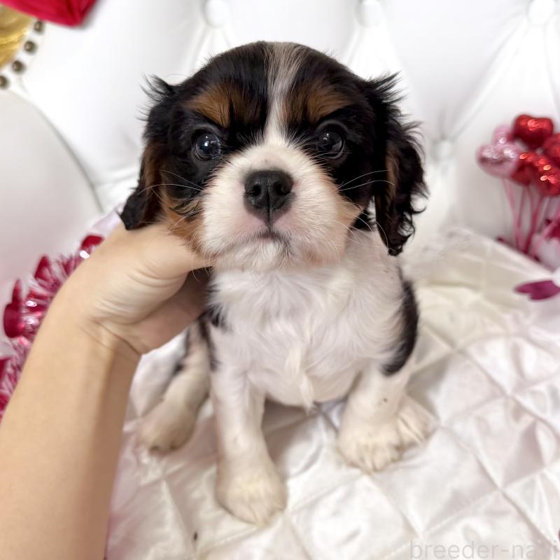 成約済の福岡県のキャバリアキングチャールズスパニエル-439706の33枚目