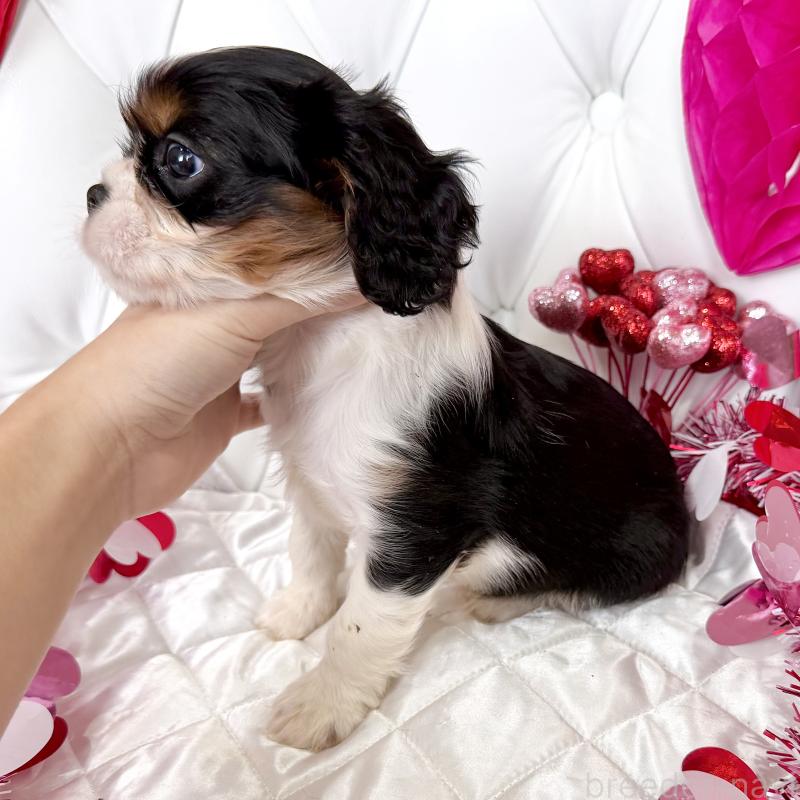 成約済の福岡県のキャバリアキングチャールズスパニエル-439706の32枚目