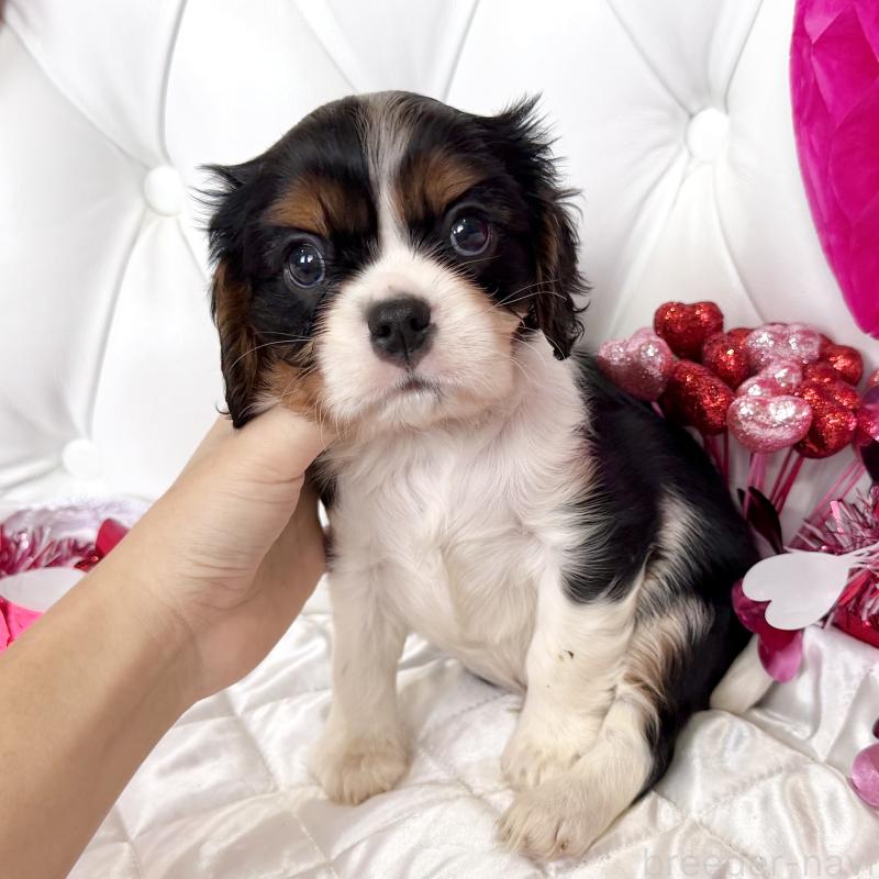 成約済の福岡県のキャバリアキングチャールズスパニエル-439706の31枚目