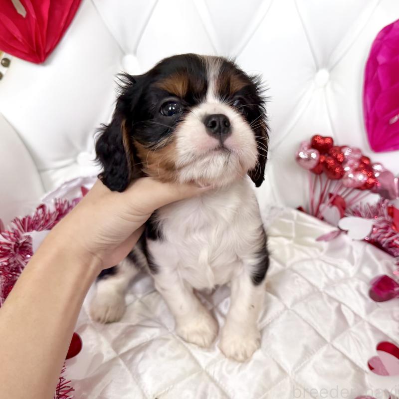 成約済の福岡県のキャバリアキングチャールズスパニエル-439706の30枚目