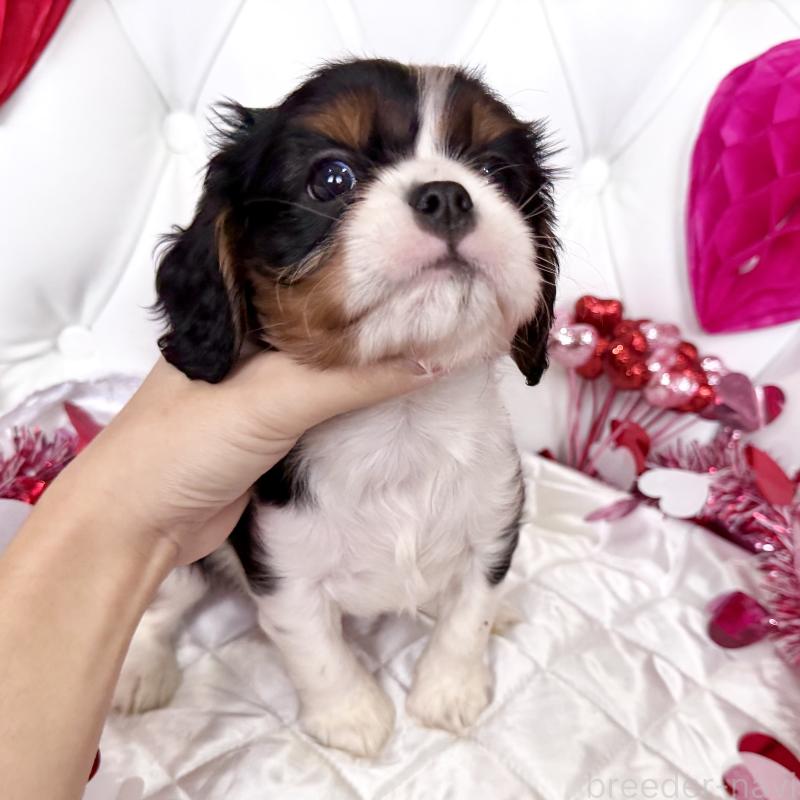 成約済の福岡県のキャバリアキングチャールズスパニエル-439706の29枚目