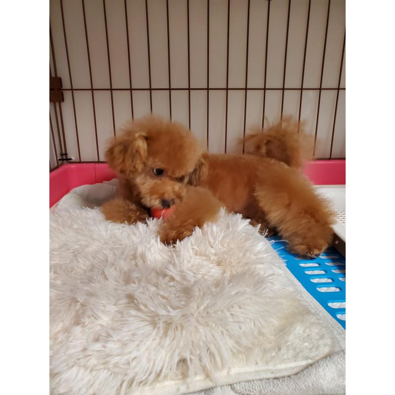 販売中の千葉県のタイニープードル-427839の5枚目