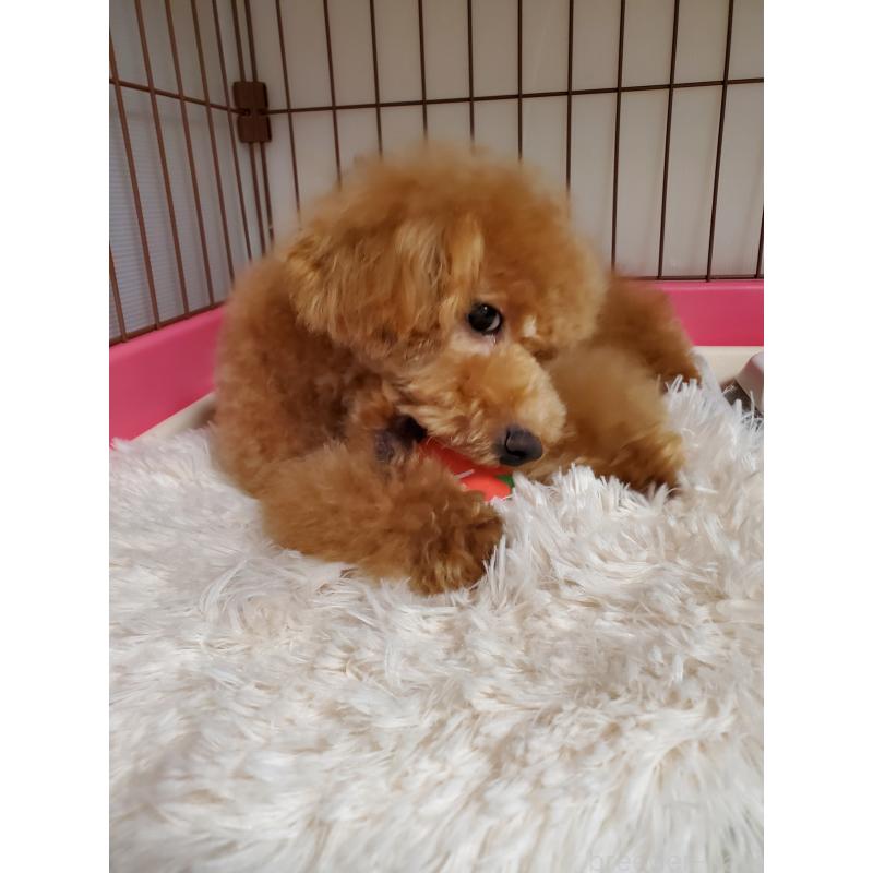 販売中の千葉県のタイニープードル-427839の4枚目