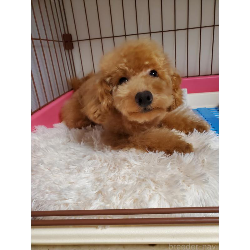 販売中の千葉県のタイニープードル-427839の3枚目