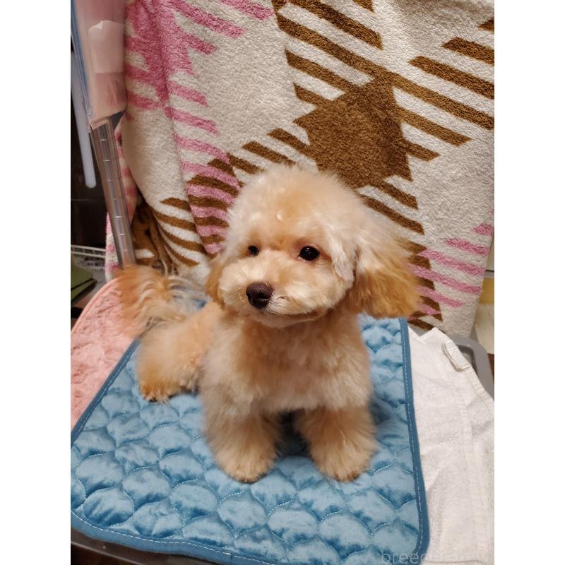 販売中の千葉県のティーカッププードル-427840の6枚目