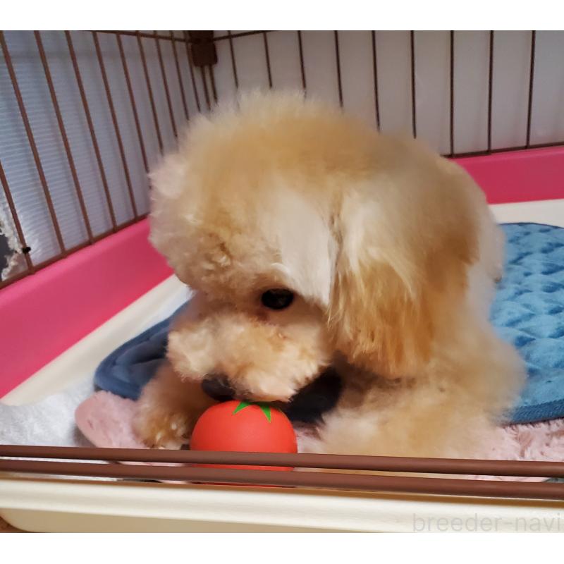 販売中の千葉県のティーカッププードル-427840の4枚目