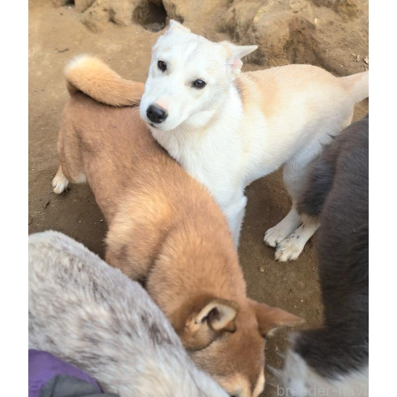 販売中の千葉県のミックス犬-444182の15枚目