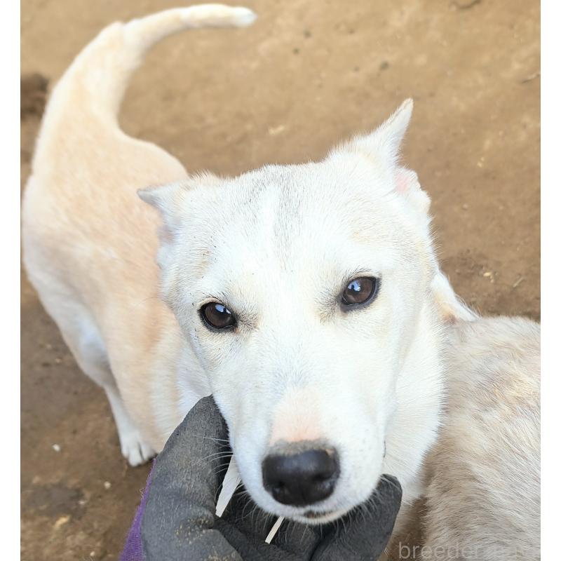 販売中の千葉県のミックス犬-444182の14枚目