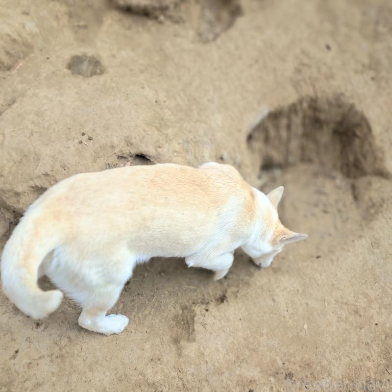 販売中の千葉県のミックス犬-444182の13枚目